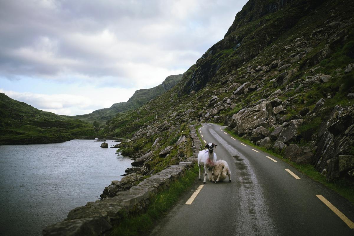 Road through the Gap of Dunloe with sheep